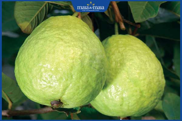 Bác sĩ Nguyễn Văn Hoàn giải đáp ăn ổi có nổi mụn không? 2 quả ổi