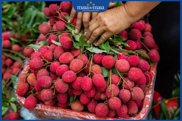 Ăn vải có nổi mụn không? Cách hạn chế nổi mụn khi ăn vải 2 quả vải