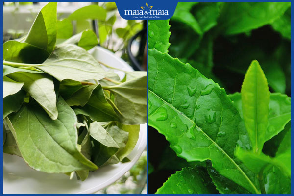 Bỏ túi 8 mẹo trị mụn lưng bằng rau diếp cá ngay tại nhà 4 rau diếp cá và lá trà xanh