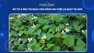 trị mụn lưng bằng rau diếp cá