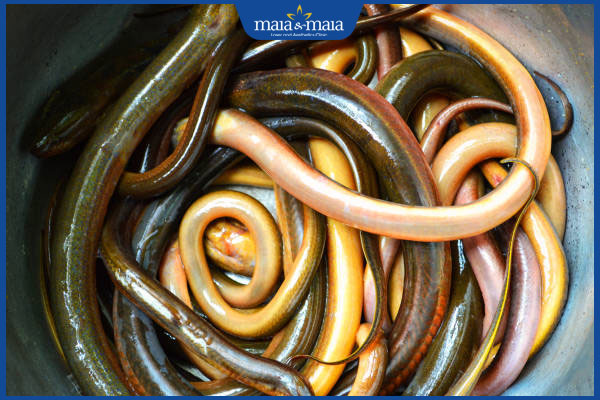 Máu lươn trị mụn được không? Cảnh báo rủi ro khi sử dụng 2 con lươn