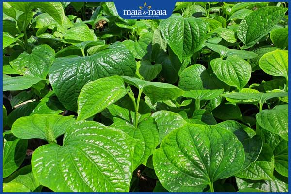 hiệu quả từ lá lốt