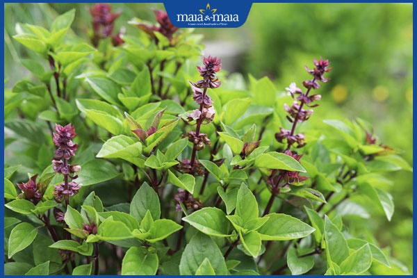 Hướng dẫn chi tiết cách trị mụn cóc bằng húng quế đơn giản 2 lá húng quế