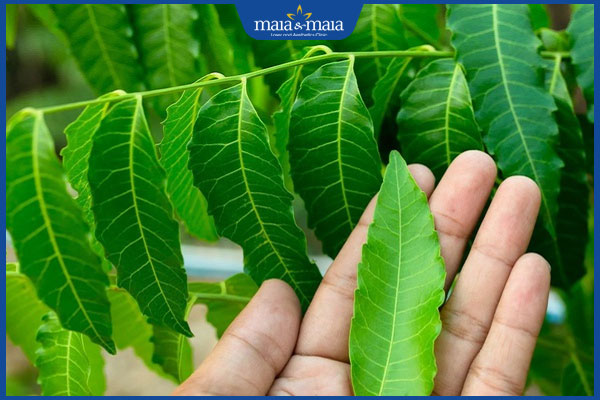 Bật mí 7 phương pháp trị mụn rộp sinh dục an toàn, hiệu quả 4 la sau dau