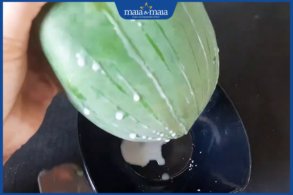 Cách trị mụn cóc bằng mủ đu đủ có tốt không? 2 mủ đu đủ