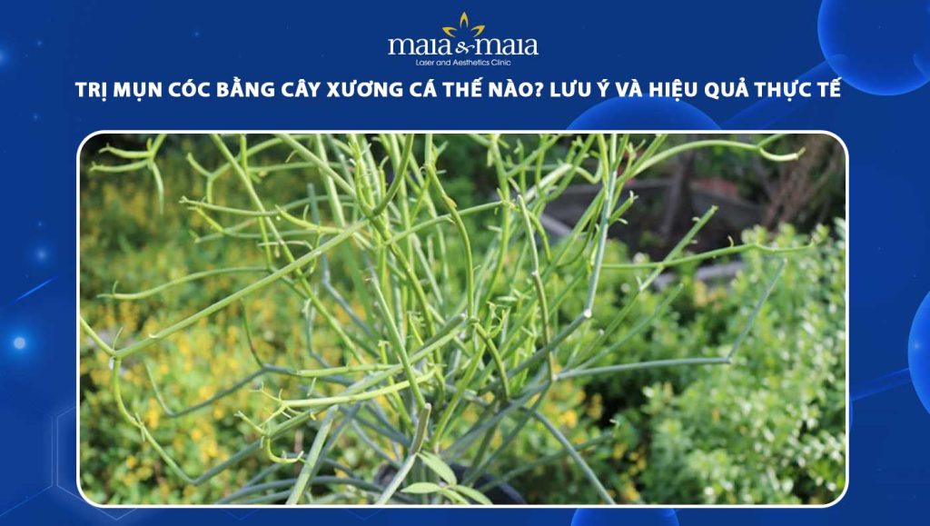 trị mụn cóc bằng cây xương cá