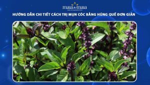 trị mụn cóc bằng húng quế