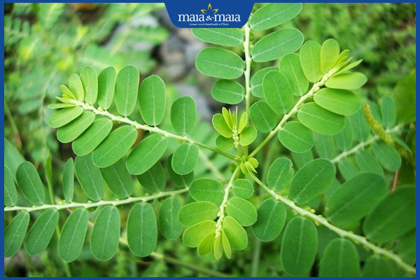 Trị mụn nội tiết bằng thuốc nam có hiệu quả như lời đồn? 3 cây chó đẻ