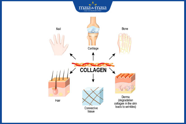 collagen là gì