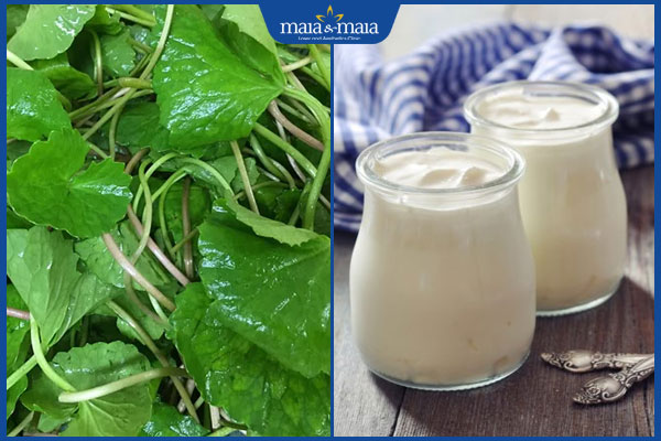 rau má sữa chua