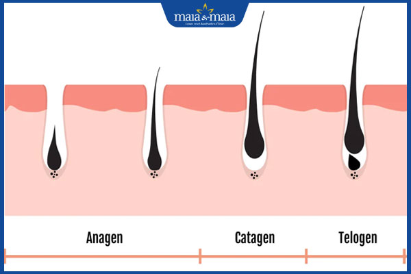 chu kỳ phát triển của lông