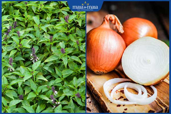 húng quế và hành tây