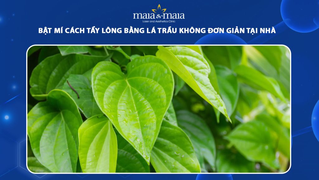 tẩy lông bằng lá trầu không