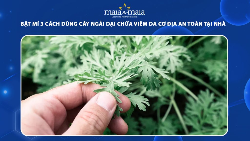 cây ngải dại chữa viêm da cơ địa