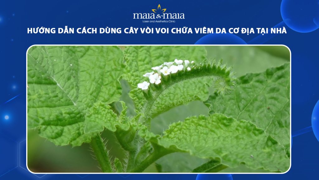 cây vòi voi chữa viêm da cơ địa