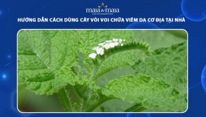 cây vòi voi chữa viêm da cơ địa