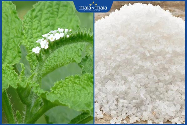 cây vòi voi và muối