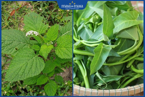 cây vòi voi và rau muống