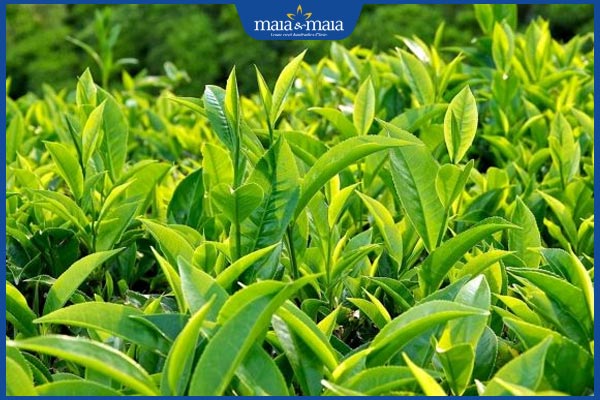 Chữa viêm da cơ địa bằng lá chè xanh có tốt không? 2 chè xanh