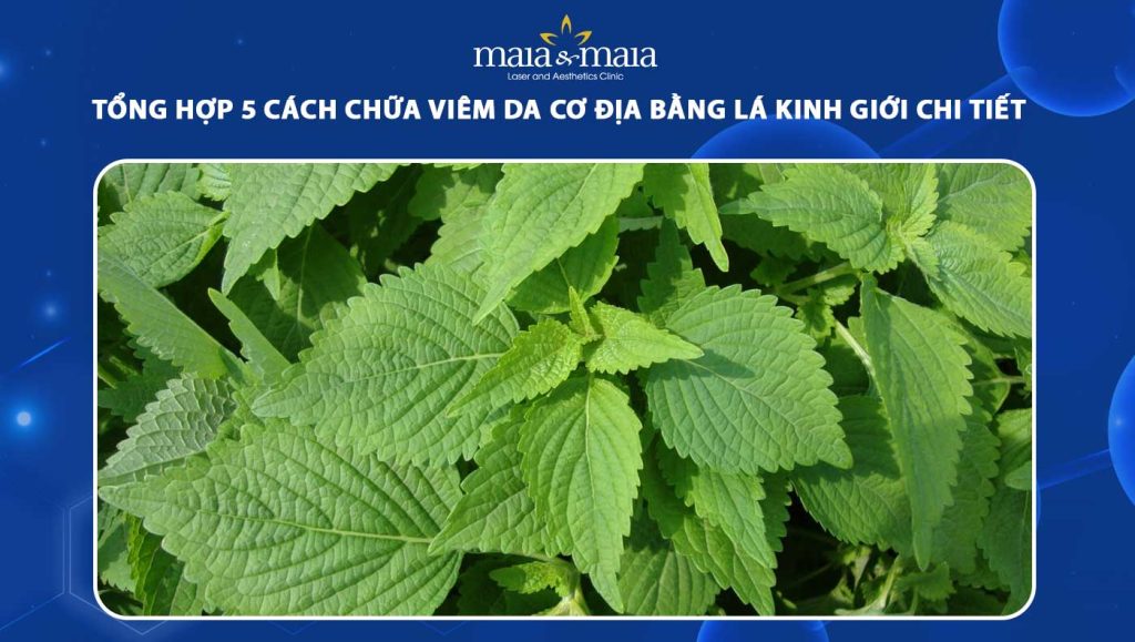 chữa viêm da cơ địa bằng lá kinh giới