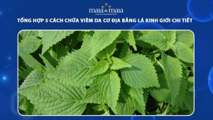 chữa viêm da cơ địa bằng lá kinh giới
