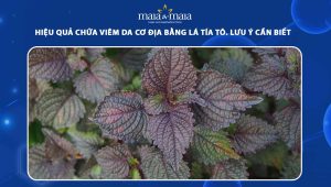 chữa viêm da cơ địa bằng lá tía tô