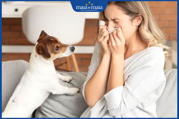 dị ứng lông chó mèo