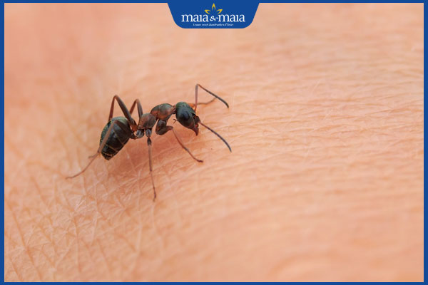 Viêm da tiếp xúc do kiến ba khoang có nguy hiểm không? 2 kiến ba khoang gay viem da