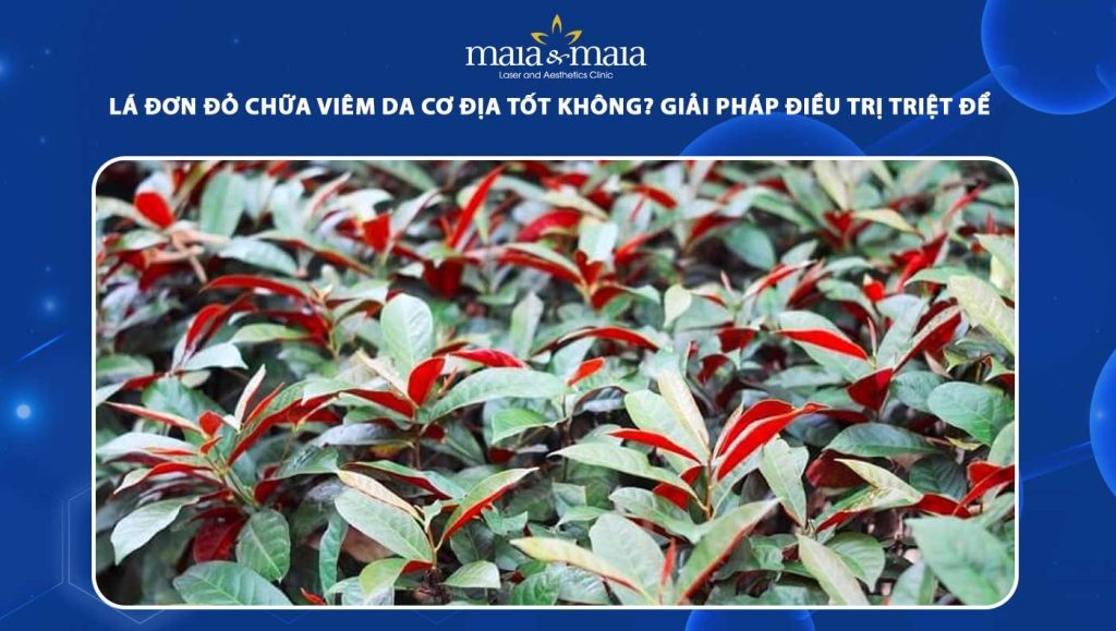 lá đơn đỏ chữa viêm da cơ địa