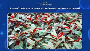 lá đơn đỏ chữa viêm da cơ địa