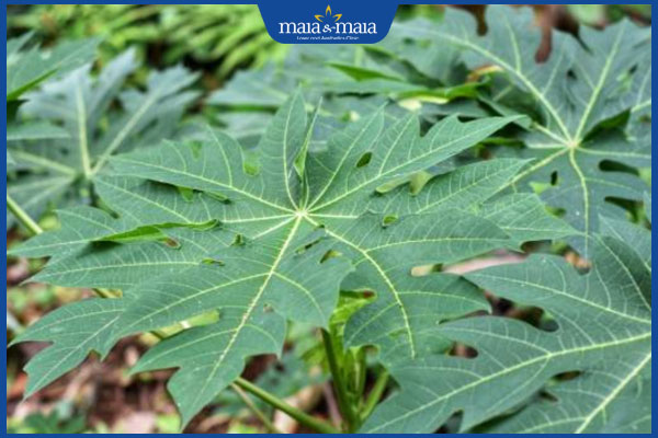 Tổng hợp danh sách 11 loại lá cây chữa viêm da dị ứng 6 lá đu đủ