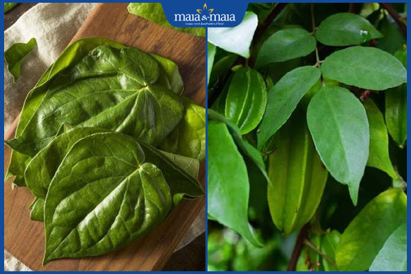 Mách bạn 6 cách chữa viêm da cơ địa bằng lá trầu không 4 lá trầu không và lá khế