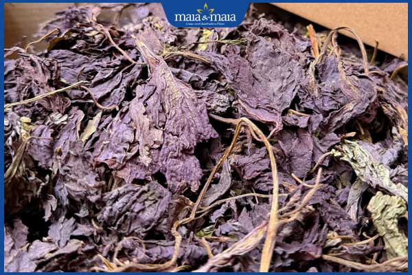 sao lá tía tô chữa viêm da cơ địa