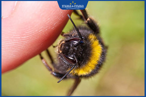 dị ứng côn trùng cắn