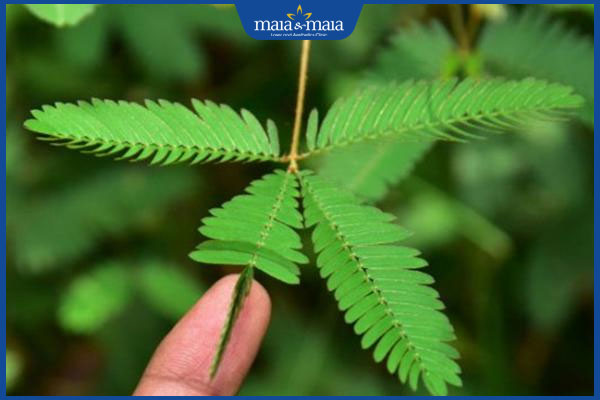 Gợi ý 8 loại lá cây chữa zona thần kinh được dùng phổ biến 4 lá cây xấu hổ