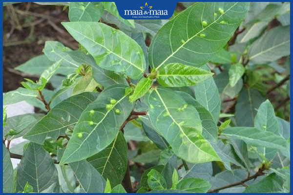 Gợi ý 8 loại lá cây chữa zona thần kinh được dùng phổ biến 3 lá sung non