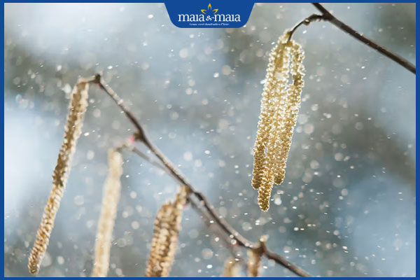 Dị ứng phấn hoa: Triệu chứng, điều trị và cách phòng ngừa 2 phấn hoa