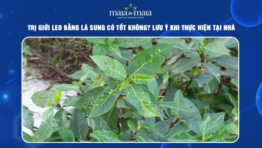 Trị giời leo bằng lá sung