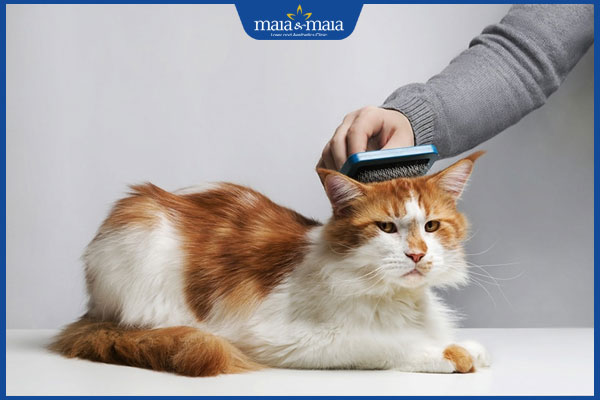 chải lông mèo