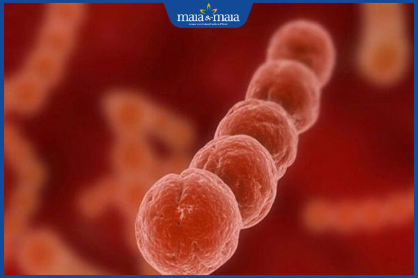 liên cầu khuẩn nhóm A