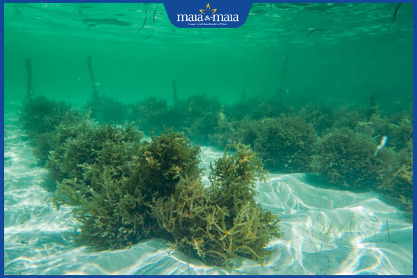 Nguyên nhân gây dị ứng nước biển và biện pháp phòng ngừa 3 môi trường nước biển