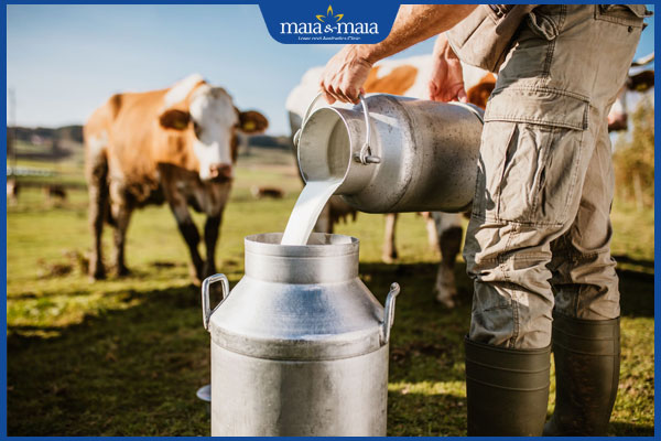 Dị ứng Lactose do đâu? Triệu chứng, cách xử lý và phòng ngừa 5 sữa bò