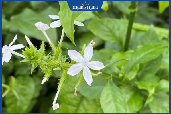 Tổng hợp bài thuốc dân gian chữa chốc lở hiệu quả, an toàn 3 cây bạch hoa xà