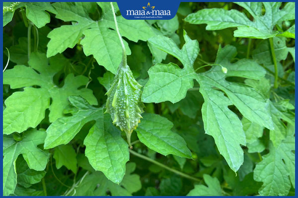 lá mướp đắng rừng