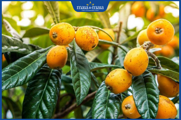 Tổng hợp bài thuốc dân gian chữa chốc lở hiệu quả, an toàn 6 lá nhót tây