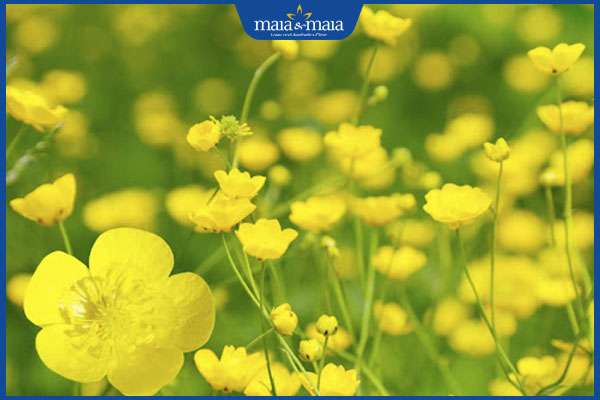 Tổng hợp bài thuốc dân gian chữa chốc lở hiệu quả, an toàn 7 mao lương hoa vàng