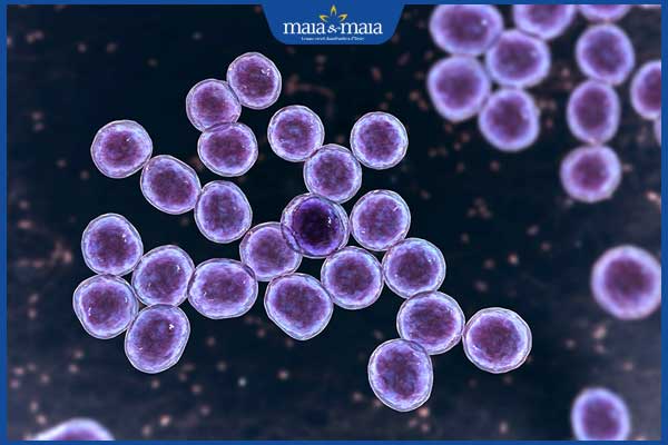 vi khuẩn tụ cầu vàng