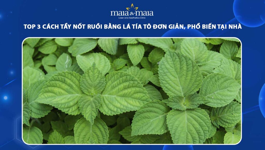 tẩy nốt ruồi bằng lá tía tô