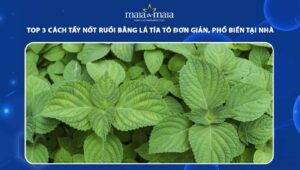 tẩy nốt ruồi bằng lá tía tô