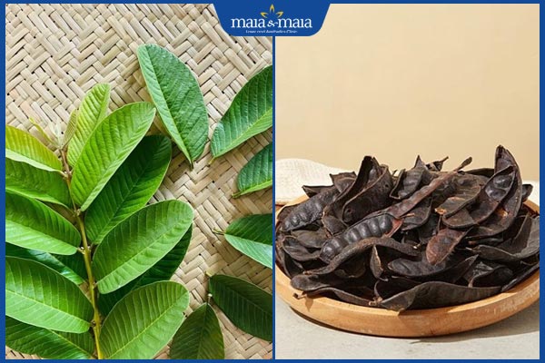 Trị nấm da đầu bằng lá ổi có tốt không? Gợi ý cách thực hiện 3 lá ổi và bồ kết